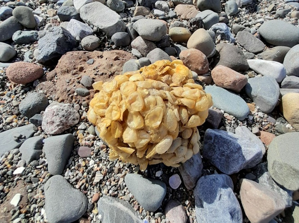 Common whelk (egg cases)