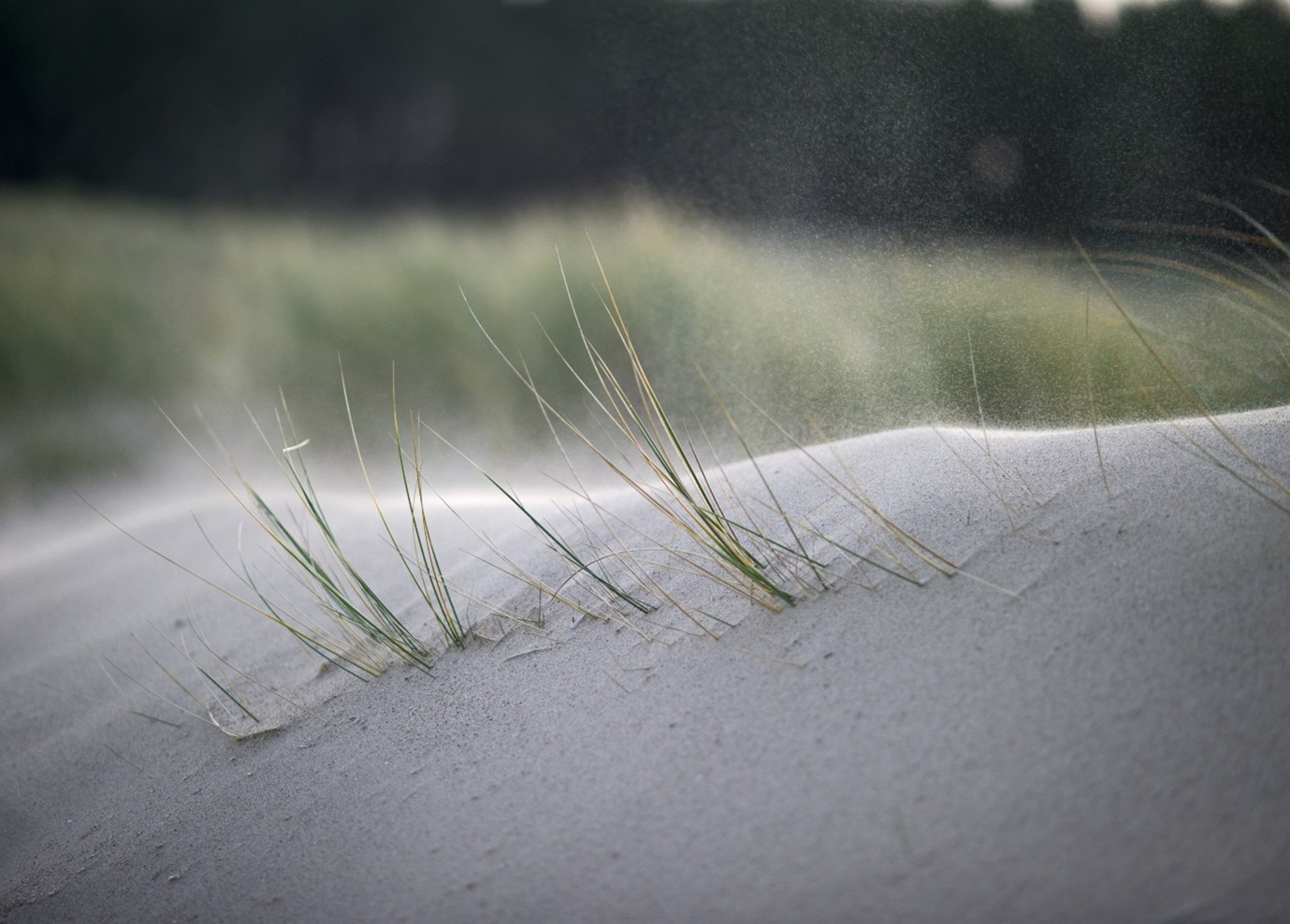 Rejuvenating the dunes at Gronant and Talacre Neil Smith from Cyfoeth Naturiol Cymru | Natural Resources Wales tell us about their work with sand dunes on the Dee Estuary 