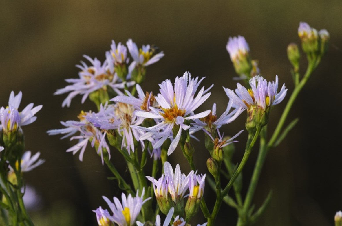 Sea Aster