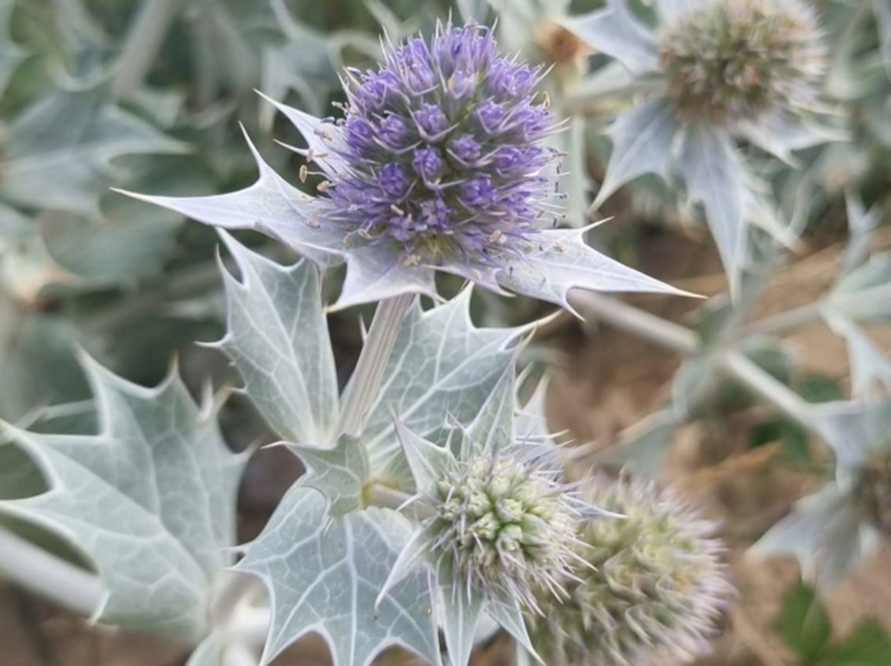 Sea Holly