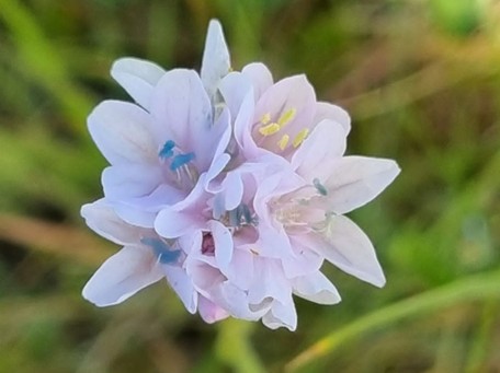 Sea Thrift