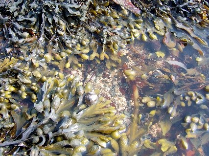 Bladder Wrack