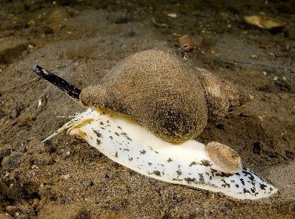 Common whelk